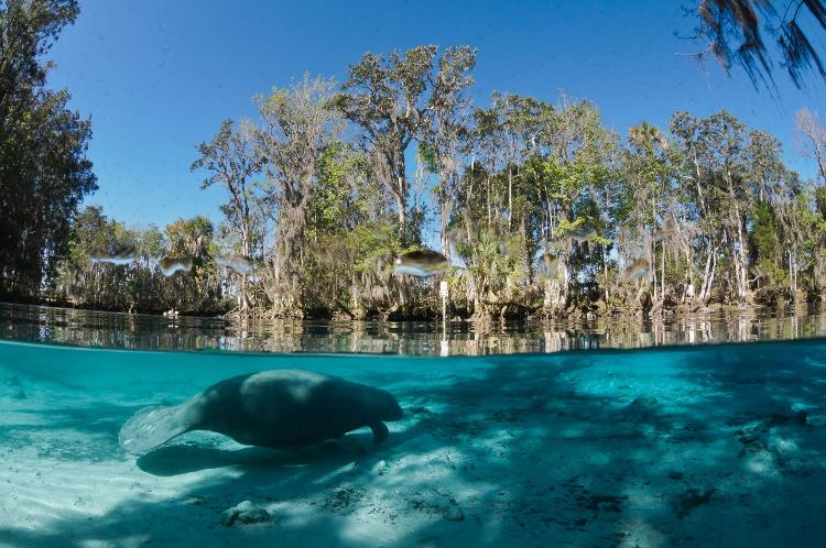 Peixes-boi no Crystal River na Flórida - Carol Grant/Visit Florida - Carol Grant/Visit Florida