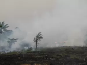 Brasil deve ir sem plano de biodiversidade à COP16 e causa mal-estar