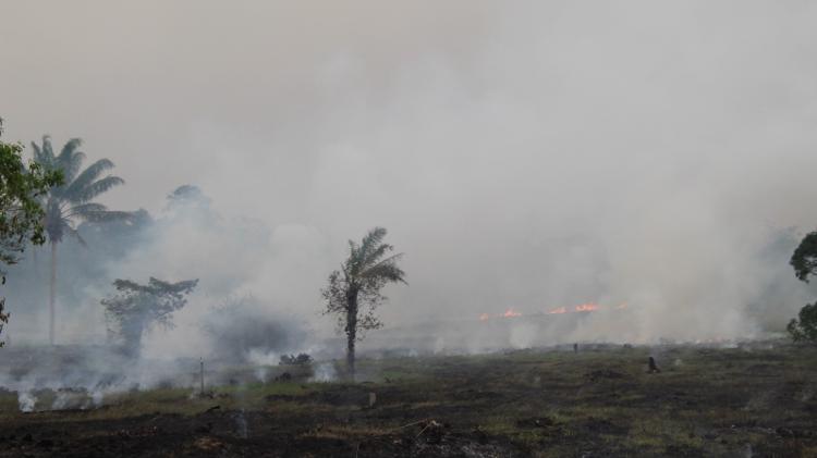 Queimadas como esta, ao longo da BR-319, deixaram o céu de Manaus coberto de fumaça na semana passada. O tempo seco facilita que o fogo se alastre mata adentro.
