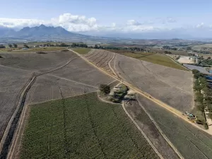 Produtores mudam forma de plantar para salvar vinhedos da mudança climática