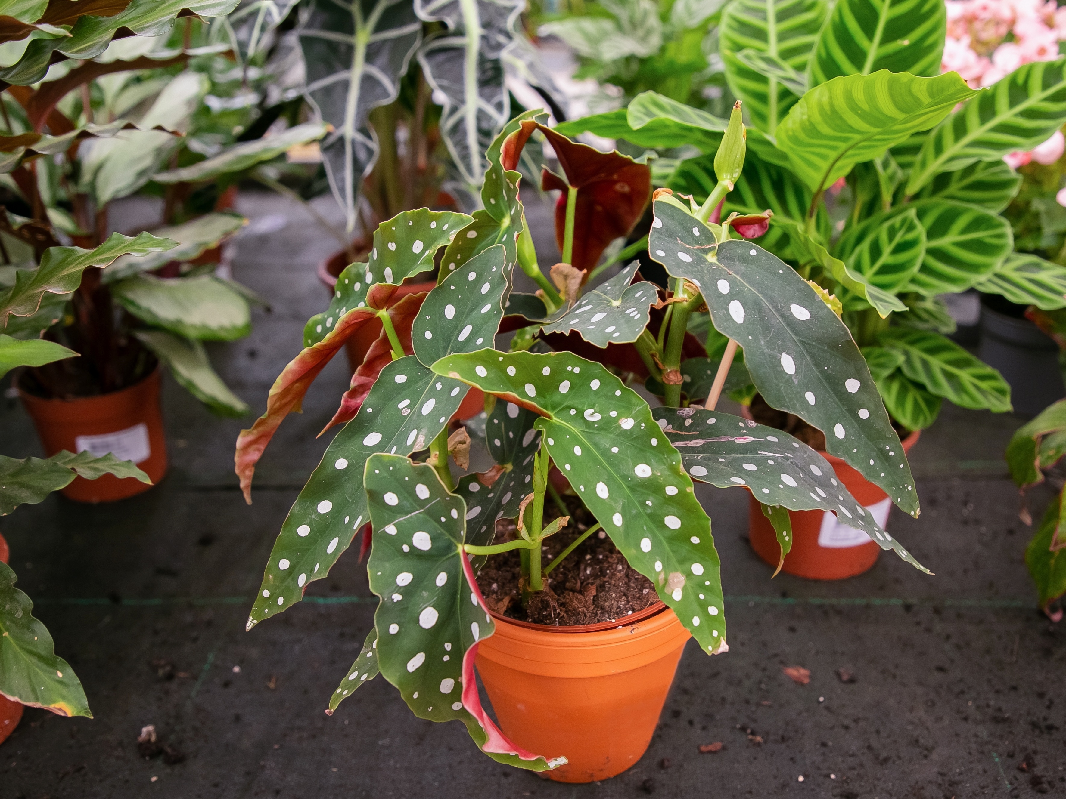 Begônia Maculata, a nova queridinha dos 