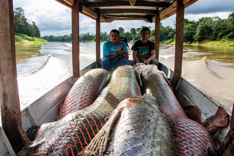 Projeto de manejo salva pirarucu da extinção e traz de volta a pesca no ...