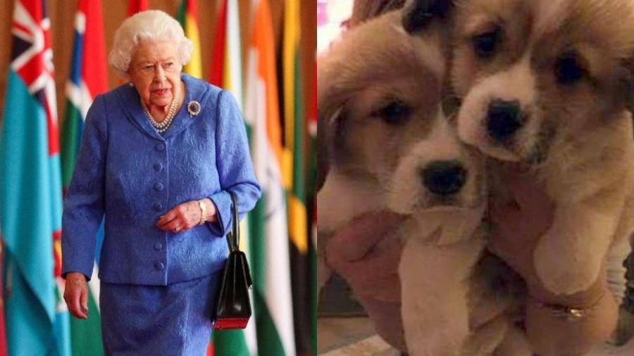 Rainha Elizabeth deve amenizar a dor da perda do príncipe Philip com os seus cachorrinhos novos Fergus e Muick - Steve Parsons/AFP e Reprodução/internet