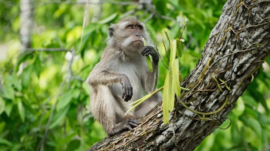 Em experimento, embriões de primatas da espécie Macaca fascicularis receberam células humanas e sobreviveram por até 20 dias - iStock