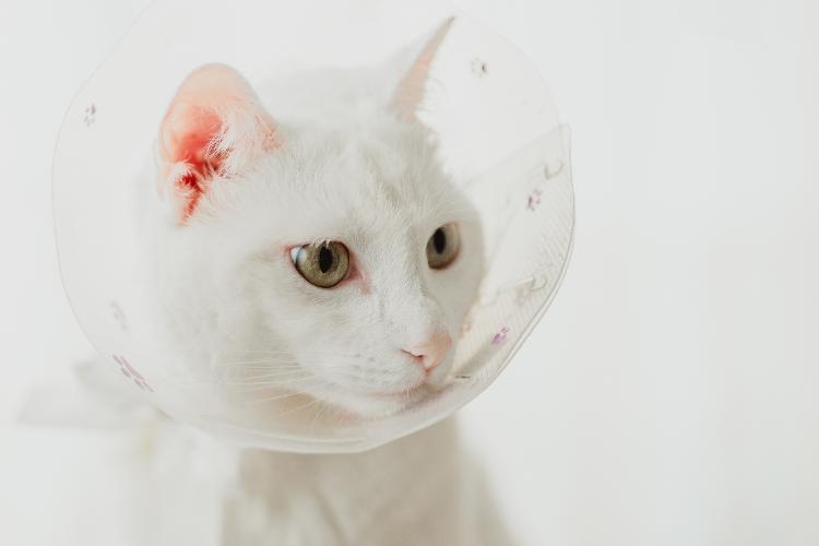 Fêmeas e machos devem manter repouso após cirurgia - Getty Images - Getty Images