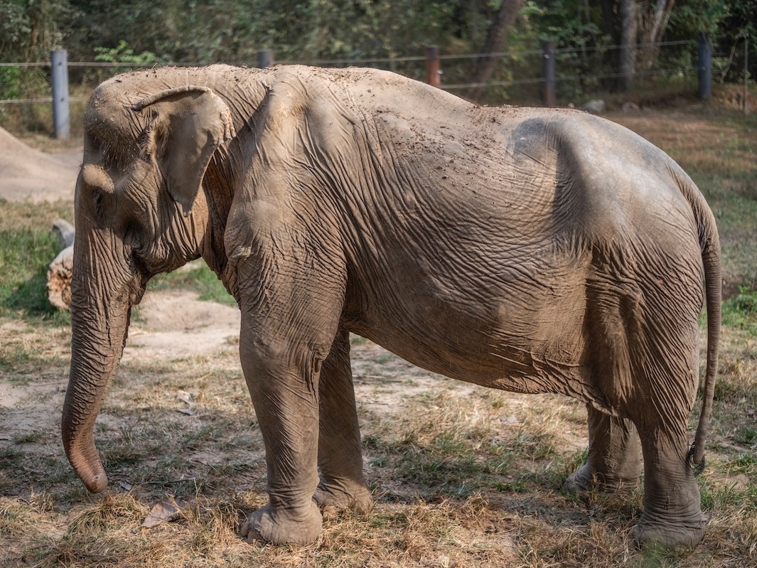 O que acontece com um elefante que carrega turistas nas costas durante anos  - 11/03/2023 - UOL Nossa