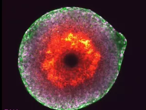 Cientistas filmam ovulação pela 1ª vez com detalhes extraordinários