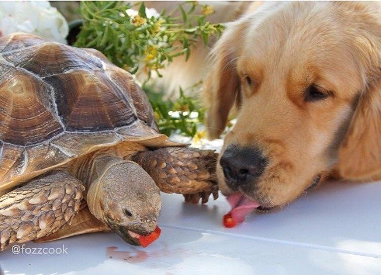 Larry e Cricket - Reprodução/Instagram