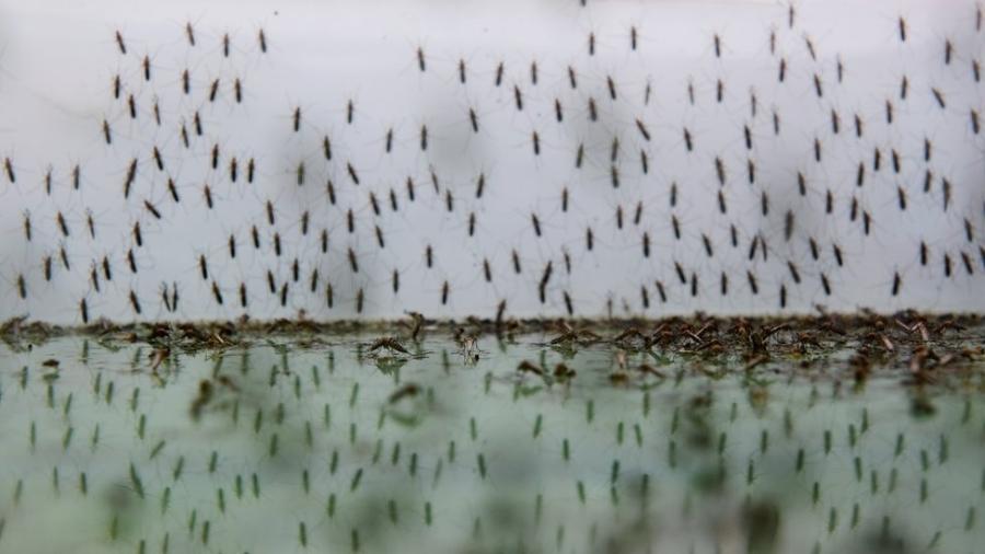 O parasita da malária é transmitido pela picada de mosquitos infectados - Getty Images