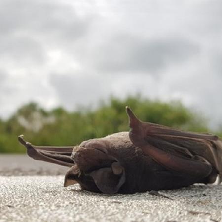 Morcego atropelado em estrada do Rio Grande do Sul - NERF-UFRGS