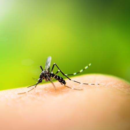 O mosquito Aedes Aegypti, que transmite a dengue