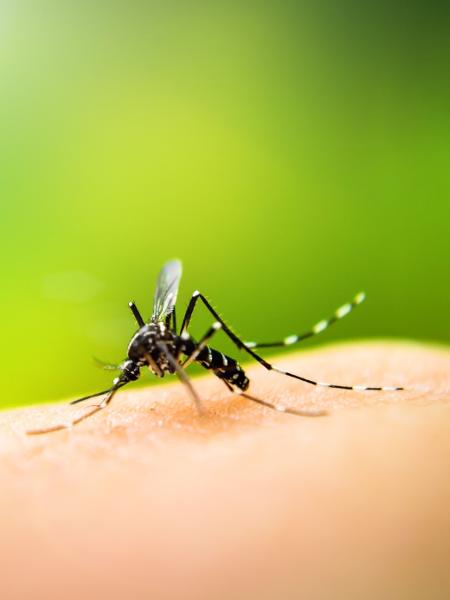Dengue é transmitida por mosquitos da família Aedes, em especial o Aedes aegypti