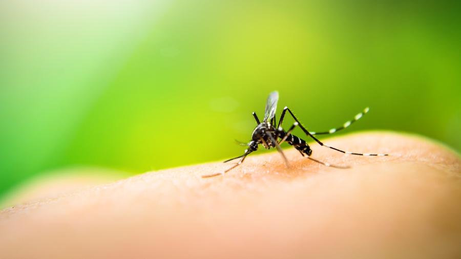 Ministério da Saúde está sem um dos inseticidas usados no fumacê, que controla o Aedes aegypti - iStock