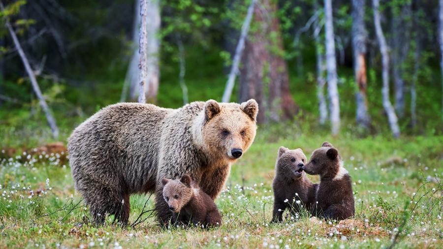 Família de ursos pardos - Getty Images/iStockphoto