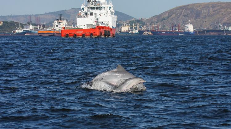 Boto-cinza e filhote nas águas da Baía de Guanabara