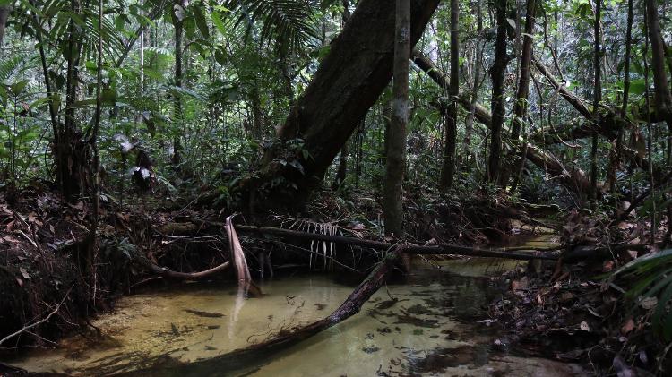 Área de floresta amazônica onde foi realizado o estudo Área de floresta amazônica onde foi realizado o estudo