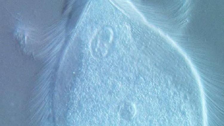 Micróbios "cabeludos" ganham nome de integrantes do Rush - Divulgação - Divulgação