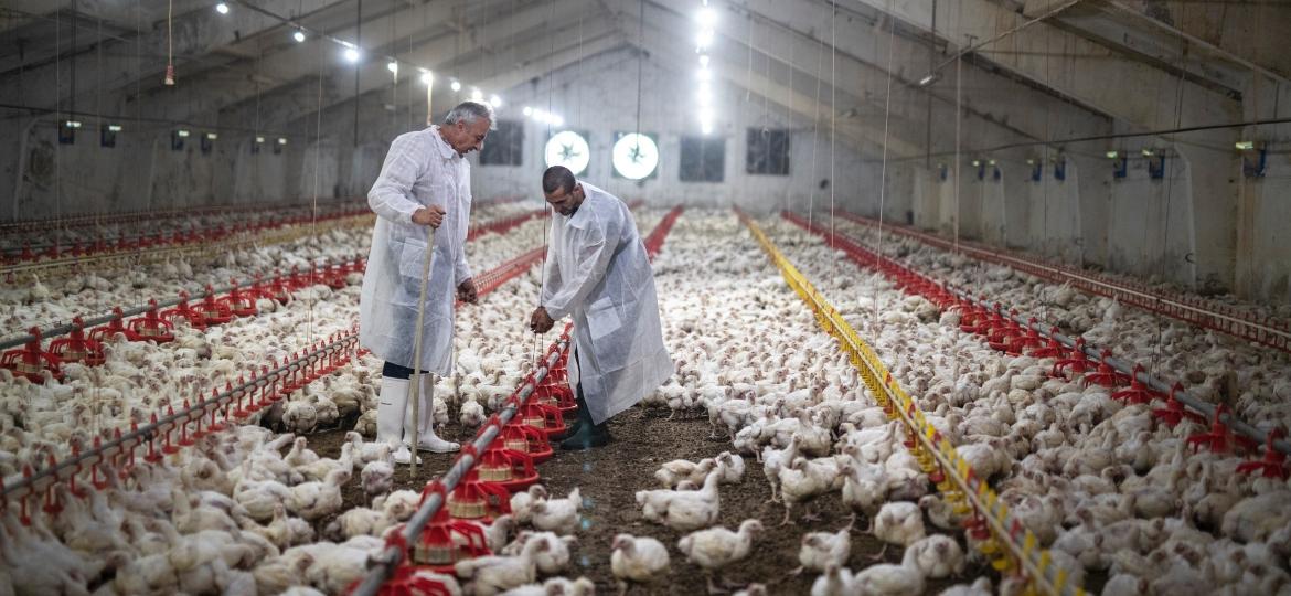 Unidades de processamento de carne nos EUA e Canadá reduziram a capacidade de abate de frango - Getty Images