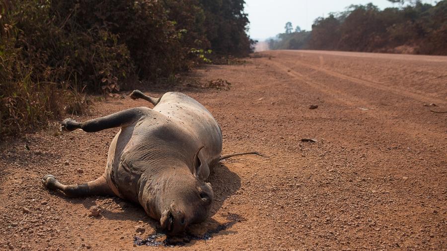 Uma vaca morta é vista à beira da rodovia BR 230 em trecho do estado do AM; queimadas têm provocado morte de animais na região - Bruno Kelly/Amazônia Real