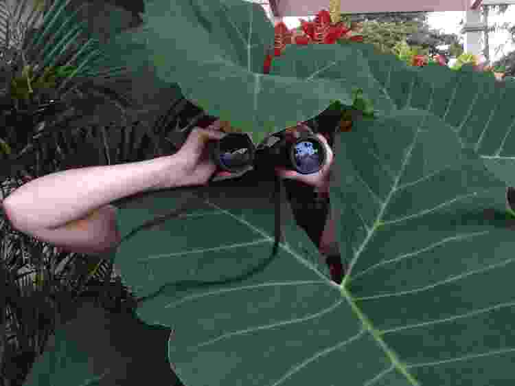 plantados pessoa escondida atrás de folhagem binóculo espiã - Getty Images/EyeEm - Getty Images/EyeEm