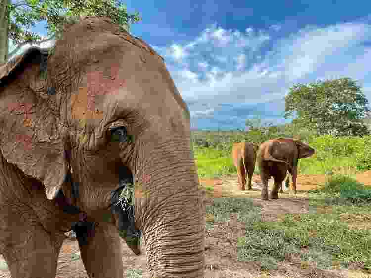 As elefantas Rana, Mara e Bambi no Santuário de Elefantes Brasil - Divulgação - Divulgação