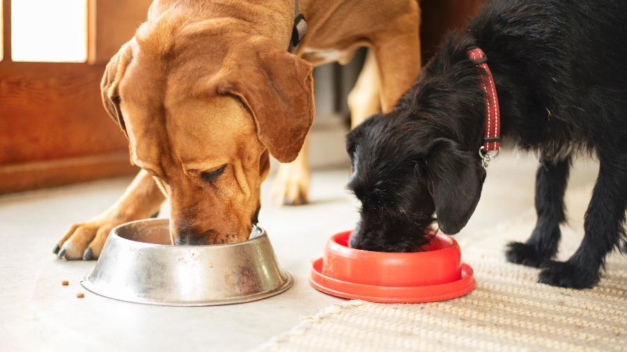 O segredo é oferecer, ao cão, uma rotina alimentar O segredo é oferecer, ao cão, uma rotina alimentar
