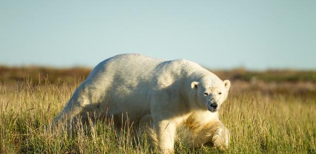 Urso polar 