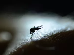 Dengue: estranho governo fazer consulta pública para incluir vacina no SUS