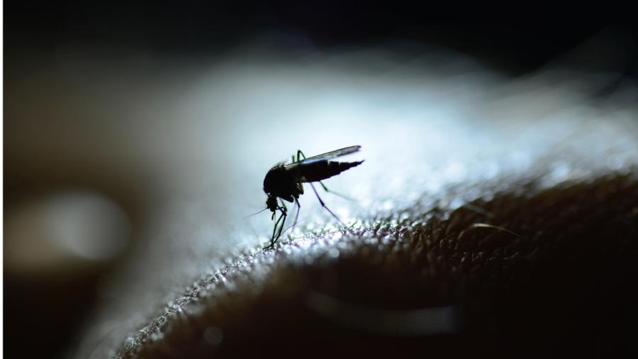 O objetivo é combater o Aedes aegypti - mosquito causador da dengue, chikungunya e zika - no DF