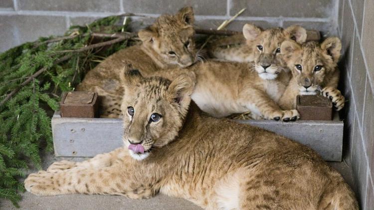 Leões filhote resgatados em metrô da Ucrânia  - Reprodução/Wildcat Sanctuary - Reprodução/Wildcat Sanctuary