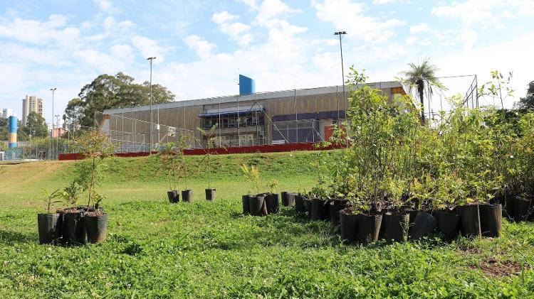 Em outubro de 2022, foram plantadas no CEU Paraisópolis mais de 800 árvores de cem espécies diferentes. - Formigas-de-embaúba/Zalika Produções - Formigas-de-embaúba/Zalika Produções