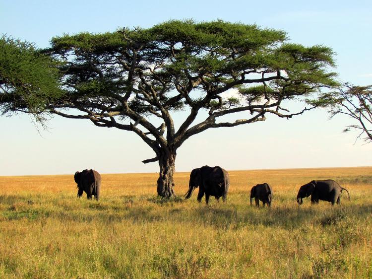 Elefantes vistos no Parque Nacional de Serengeti, na Tanzânia