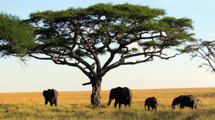Elefantes vistos no Serengeti National Park, na Tanzânia