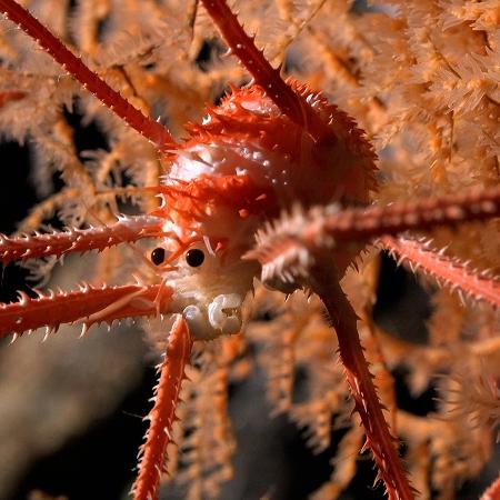 Uma lagosta de águas profundas, registrada a 669 metros de profundidade na costa do Chile