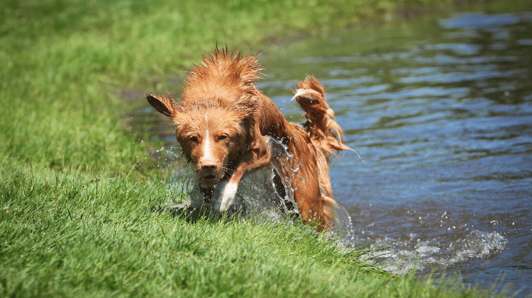 Nova Scotia Duck Tolling Retriever Nova Scotia Duck Tolling Retriever
