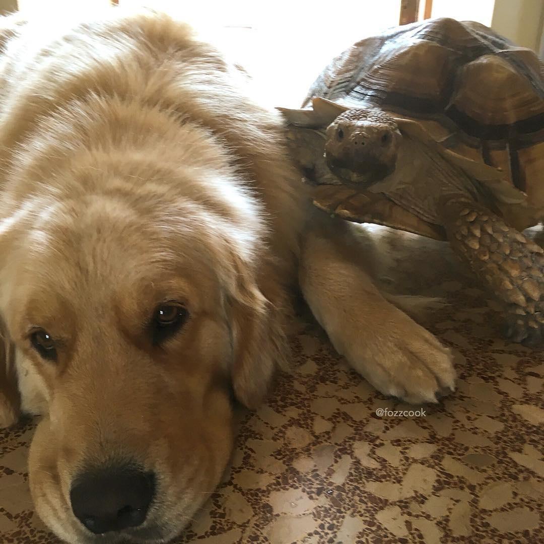 Larry e Cricket - Reprodução/Instagram