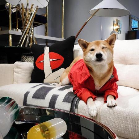 Bodhi, o Menswear Dog - Reprodução/Instagram