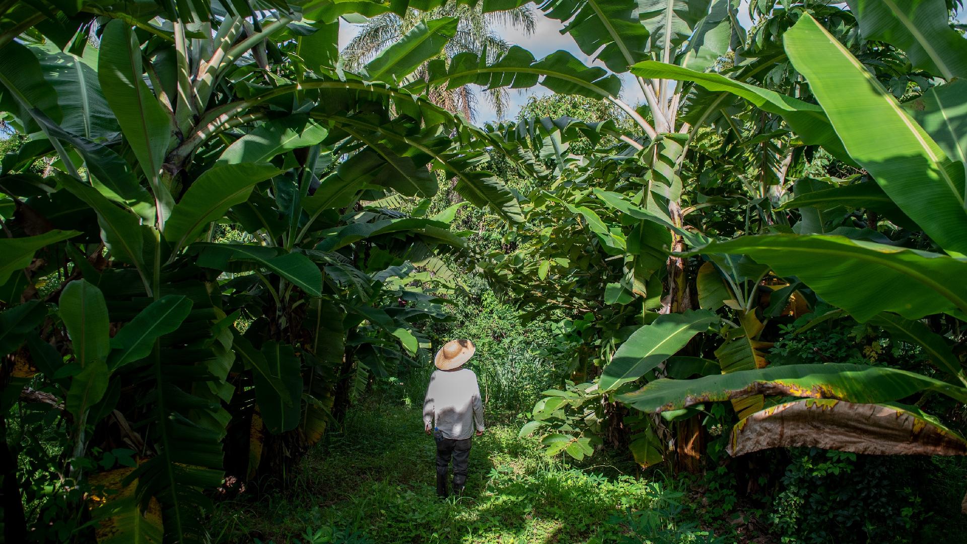 Clareira agroflorestal em Jaguariúna (SP) | Crédito: Flavio Moraes/UOL