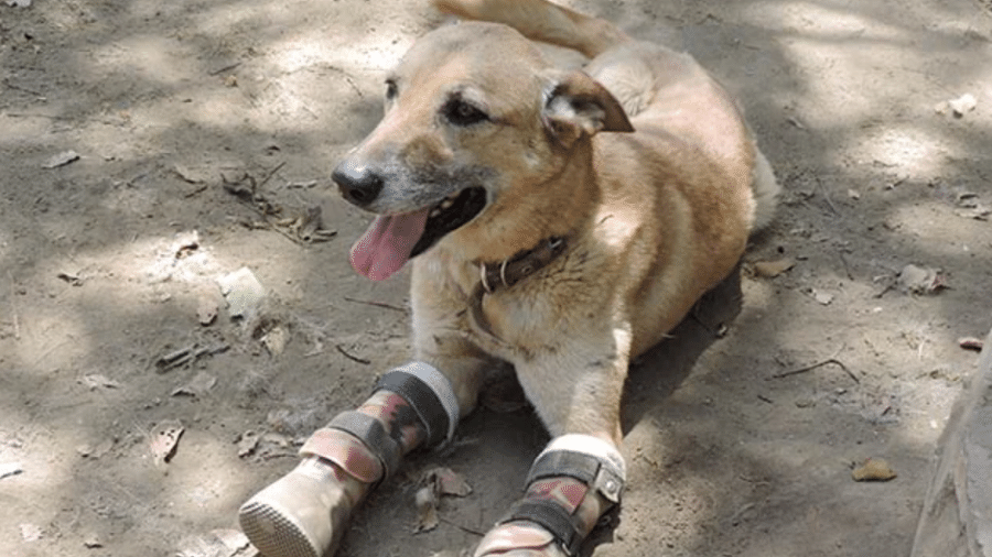 Torta de Limão teve "dedos" da pata amputados por gangue mexicana. - Reprodução/Milagros Caninos