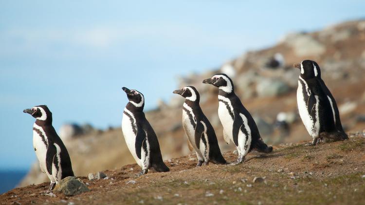 Pinguins-de-magalhães - Getty Images/iStockphoto - Getty Images/iStockphoto