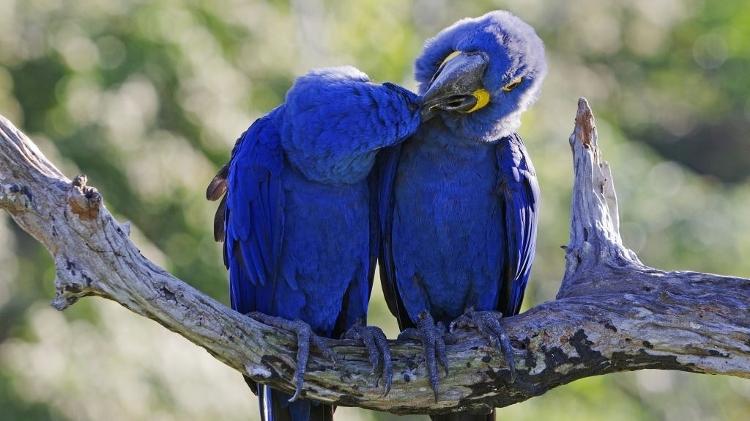 Arara-azul - Sylvain CORDIER/Gamma-Rapho via Getty Images - Sylvain CORDIER/Gamma-Rapho via Getty Images