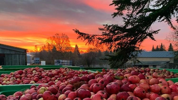 Colheita de maçãs para produção de sidras na França