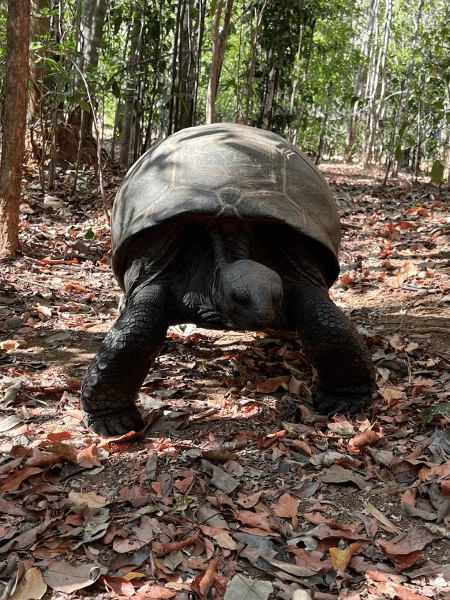 A tartaruga gigante de Aldabra, fotografada na Reserva Anjajavy em 26 de agosto de 2022