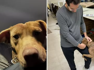 Apresentador do SBT adota cão que o abraçou em reportagem na tragédia do RS
