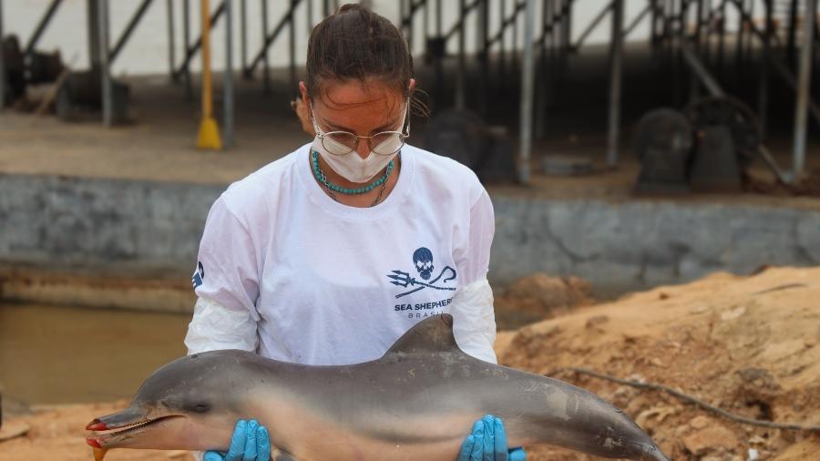 Na seca extrema, a convivência com atividades humanas, como pesca e navegação, aumenta os riscos para os golfinhos da Amazônia.