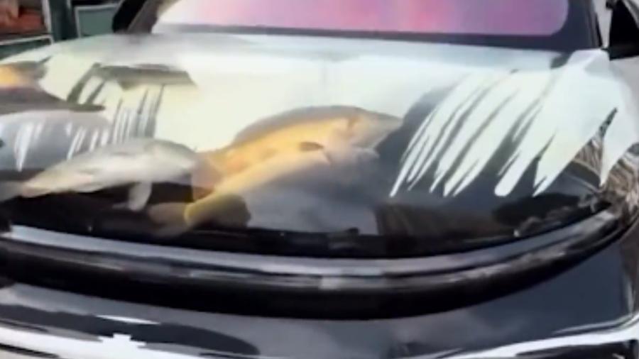 Homem guarda peixes no capô de carro Homem guarda peixes no capô de carro