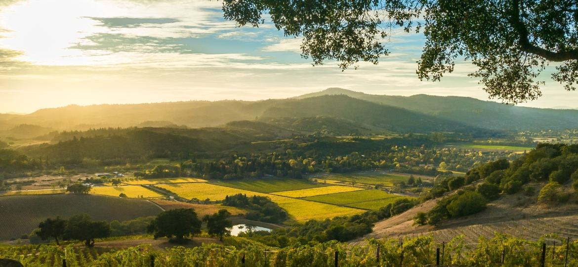 Sonoma, no Estado da Califórnia, nos EUA, é produtora de vinhos exportados ao mundo - Getty Images/iStockphoto