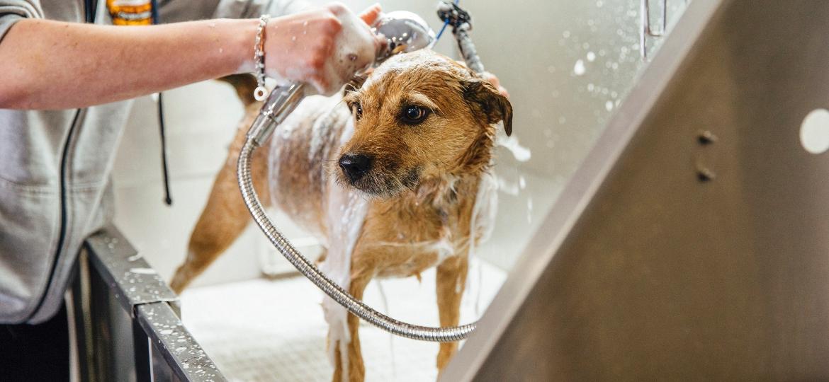Se seu cachorro fica bravo na hora do banho, algumas dicas podem ajudar a diminuir esse estresse - Getty Images/iStockphoto