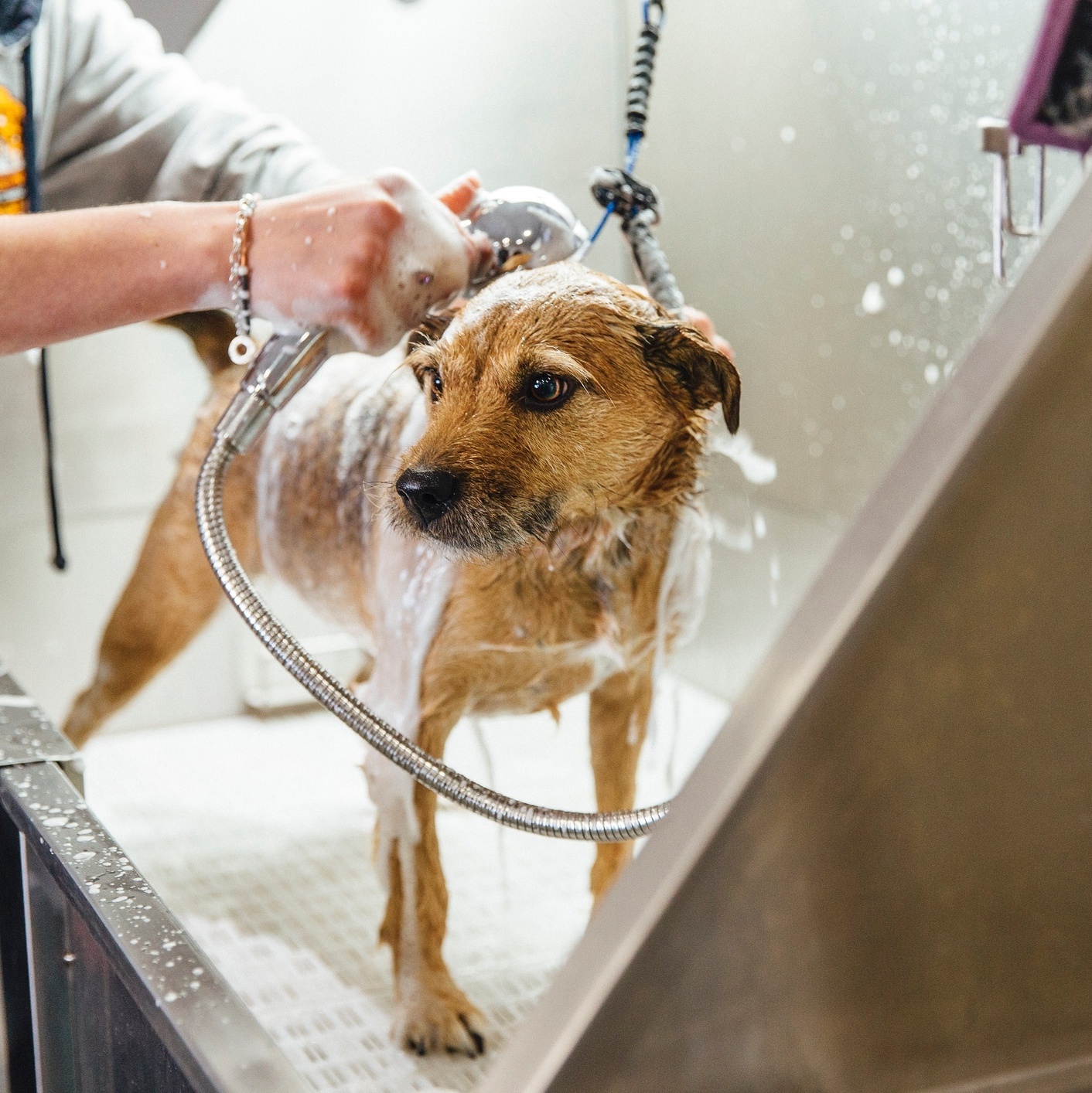 Como lidar com cachorro bravo em banho e tosa?