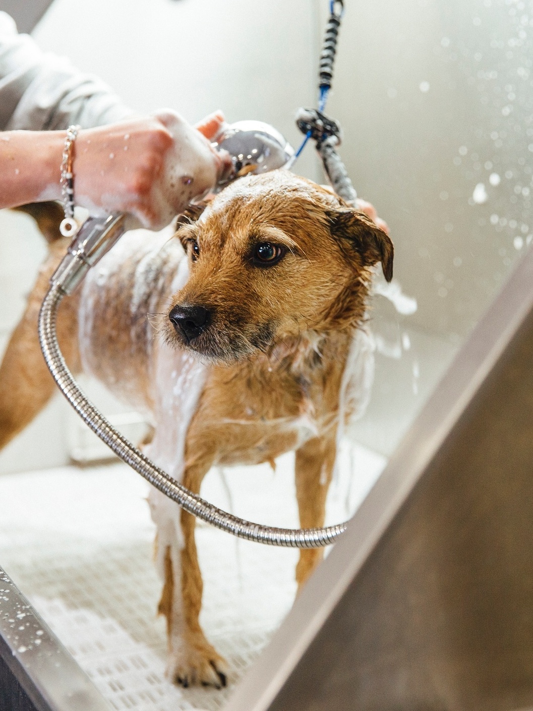 Como dar banho em cachorro bravo com segurança